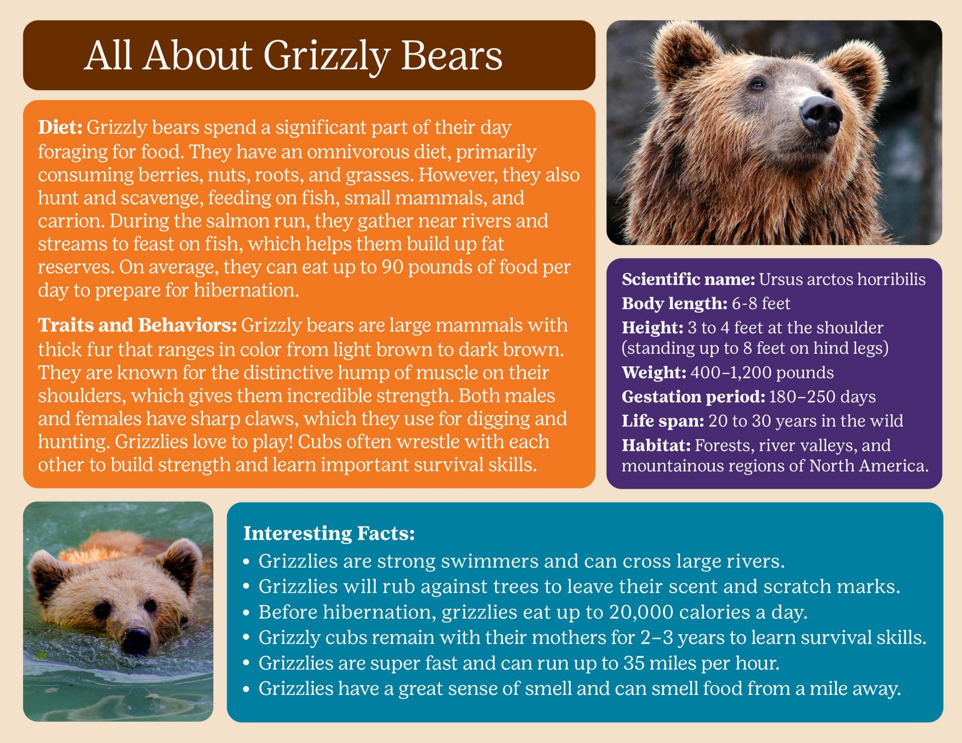 All About Asian Elephants