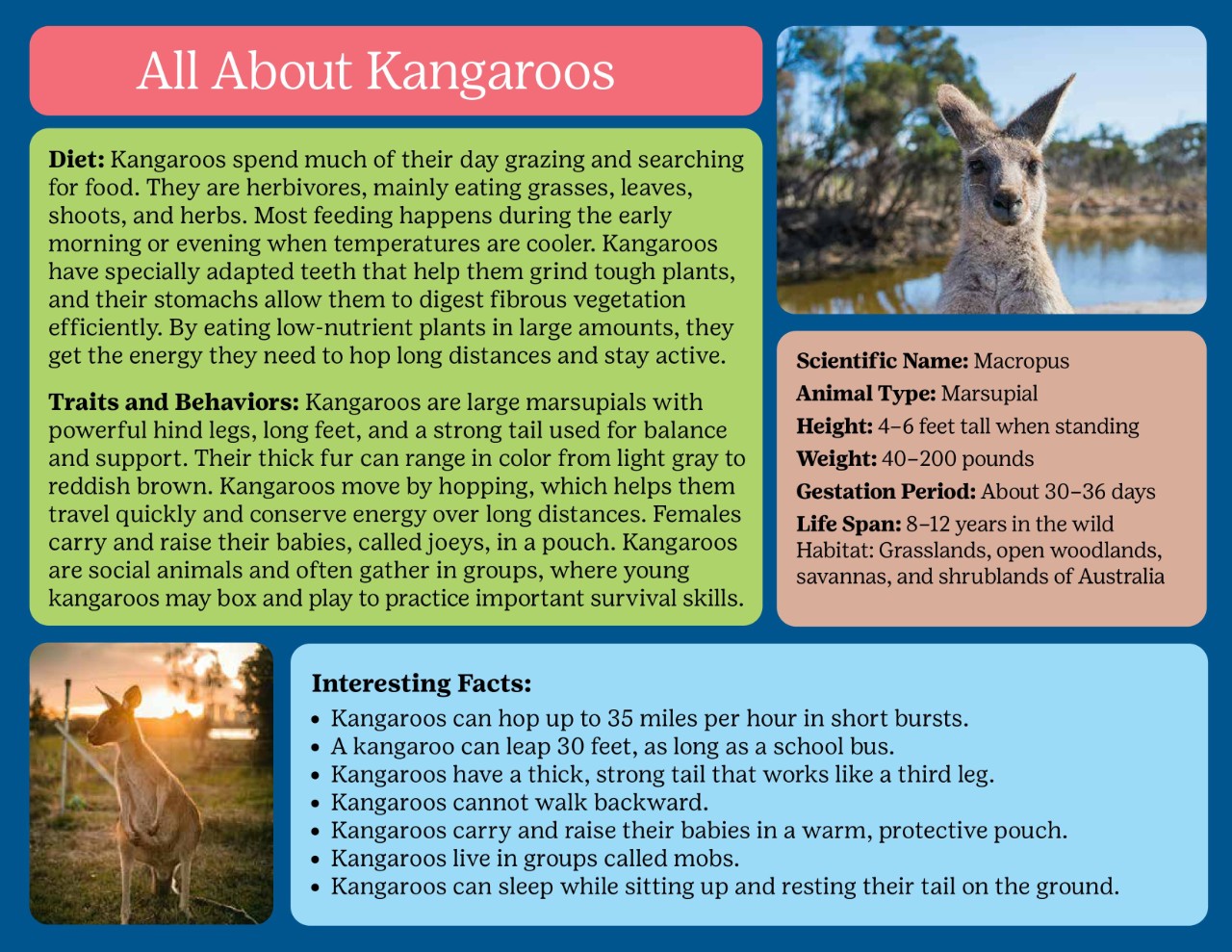 All About Grizzly Bears
